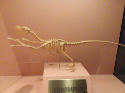 Toy Museum «The National Museum of Toys and Miniatures», reviews and photos, 5235 Oak St, Kansas City, MO 64112, USA