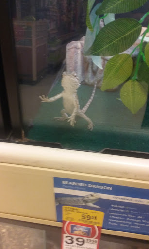 Pet Supply Store «PetSmart», reviews and photos, 5 Mystic View Rd, Everett, MA 02149, USA