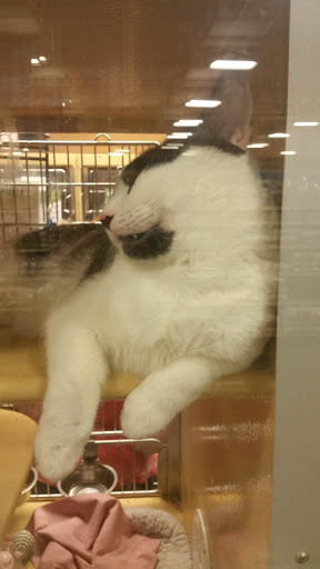 Pet Supply Store «PetSmart», reviews and photos, 1945 Pavilion Way, Lexington, KY 40509, USA