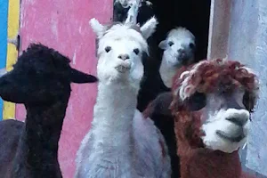 S.A.M.Y.'s Alpaca Farm & Fibre Studio image