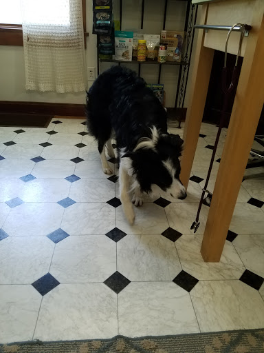 Holistic Veterinary Practice - Pamela Fisher, DVM image