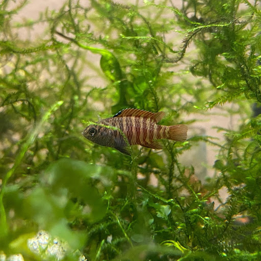 Pet Supply Store «Exotic Aquatic», reviews and photos, 275 E Oakland Park Blvd, Fort Lauderdale, FL 33334, USA