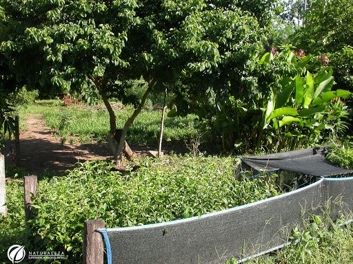 Naturaleza Supermercado De Plantas