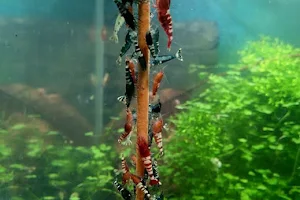 Schmitt Aquaristik / Shrimp Lollies image