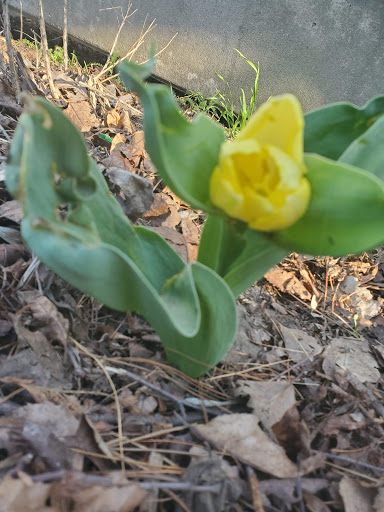 Tourist Attraction «Fish Ladder Park Grand Rapids», reviews and photos, 560 Front Ave NW, Grand Rapids, MI 49504, USA