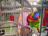 Pet Sitter With Love - Photo 3 - Car repair in , Rochester