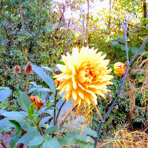 King Henry’s Walk Garden by null