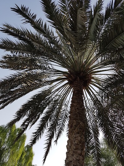Photos of Nadd Shamma Park