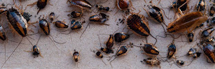Tanler Termite and Pest Control Laguna Hills - Photo 8 - Car repair in Laguna Hills, CA, Mission Viejo