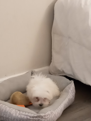 Pet Store «Puppies N Love», reviews and photos, 7700 W Arrowhead Towne Center, Glendale, AZ 85308, USA