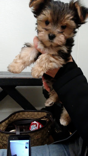 Pet Store «Puppy City», reviews and photos, 3343 Valley Pike, Winchester, VA 22602, USA