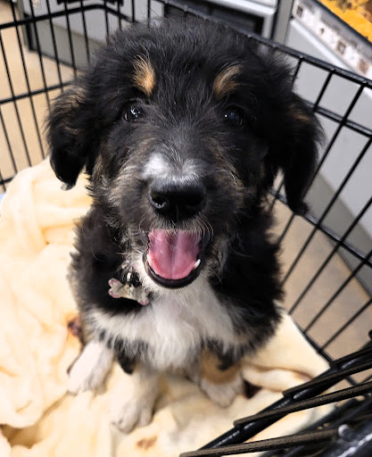 Pet Supply Store «Petco Animal Supplies», reviews and photos, 2341 Claribel Rd, Riverbank, CA 95367, USA