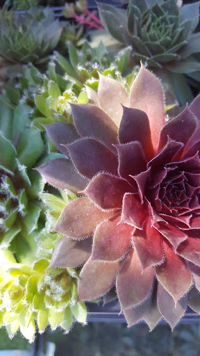 Hardware Store «Westlake Ace Hardware 088», reviews and photos, 3948 S Peoria Ave, Tulsa, OK 74105, USA