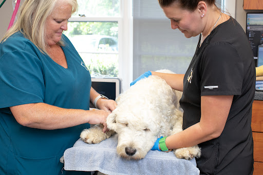 Veterinary Dentistry and Oral Surgery of Ohio image