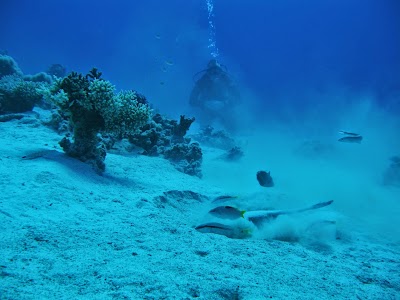 Photos of Blue Realm Diving