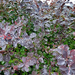 Photo n° 5 de l'avis de Croisé.e fait le 15/07/2021 à 22:54 pour Chartreuse de Mélan à Taninges