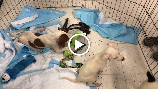 Pet Supply Store «PetSmart», reviews and photos, 12971 Fair Lakes Pkwy, Fairfax, VA 22033, USA