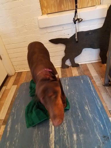 Pet Supply Store «Elmwood Pet Supplies», reviews and photos, 706 Elmwood Ave, Buffalo, NY 14222, USA