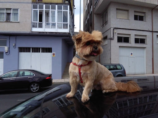 22 Clínica Veterinaria en Chantada