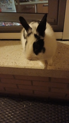 ANIMALIX - Puertollano