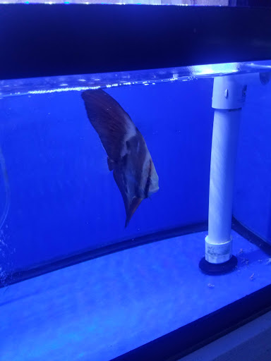 Pet Store «Pet World», reviews and photos, 891 Harriman Pl, San Bernardino, CA 92408, USA