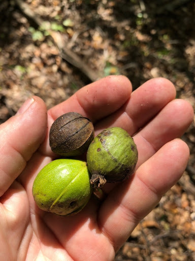 Nature Preserve «Rancocas Nature Center», reviews and photos, 794 Rancocas Mt Holly Rd, Westampton, NJ 08060, USA