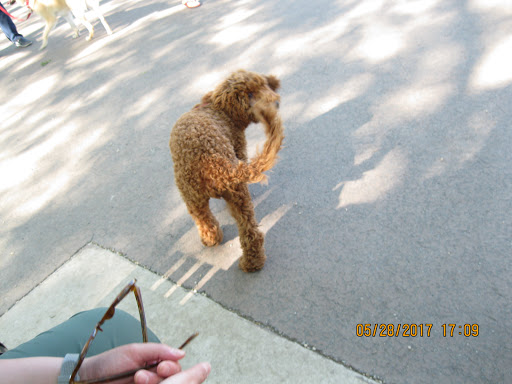 Dog Park «Portage Dog Friendly Area», reviews and photos, 4100 N Long Ave, Chicago, IL 60641, USA