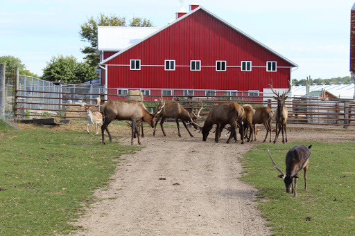 Zoo «Dutch Creek Farm Animal Park», reviews and photos, 6255 N 1000 W, Shipshewana, IN 46565, USA