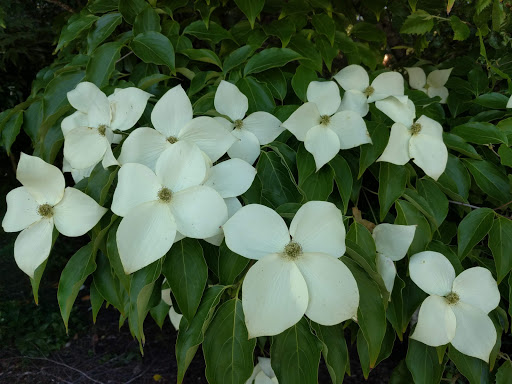 Golf Course «Bellevue Golf Course», reviews and photos, 5500 140th Ave NE, Bellevue, WA 98005, USA