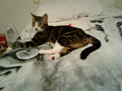 Pet Supply Store «PetSmart», reviews and photos, 3610 Rosecrans St, San Diego, CA 92110, USA