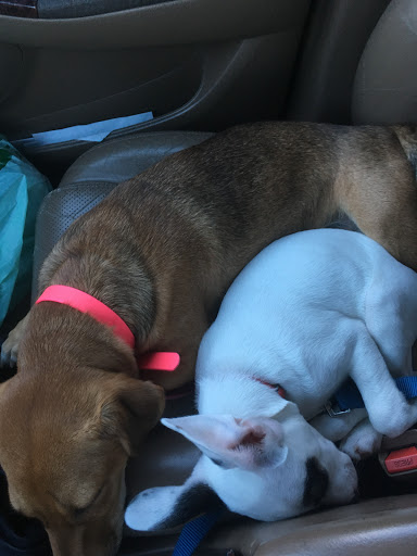 Pet Supply Store «Pet Supplies Plus», reviews and photos, 2600 McFarland Blvd E U, Tuscaloosa, AL 35405, USA