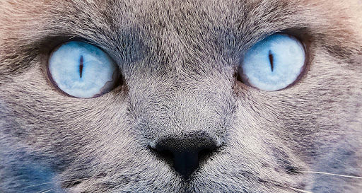 Tierarztpraxis Betina Reinecke unter Hamelin, Niedersachsen