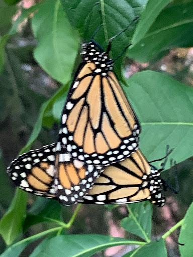 Farm «Idlewild Butterfly Farm», reviews and photos, 1100 Logan St, Louisville, KY 40204, USA