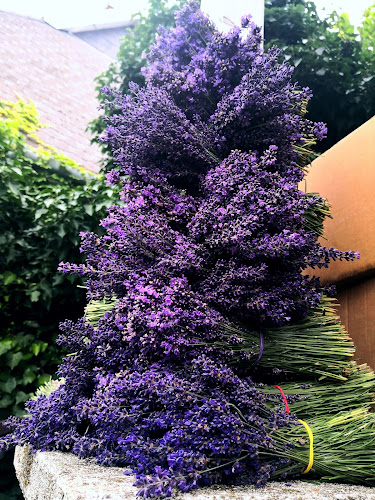 Clara Ajándék Tihany - Tihany