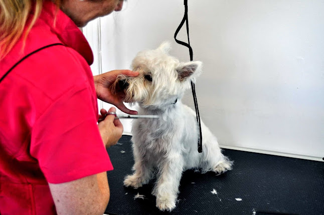Reviews of Plymstock Dog Groomers - Plymouth in Plymouth - Dog trainer