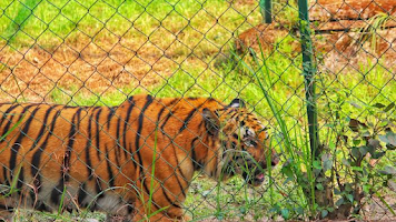 Zoological Garden, Alipore Zoo - Royal Bengal Tiger Open Enclosure Photos