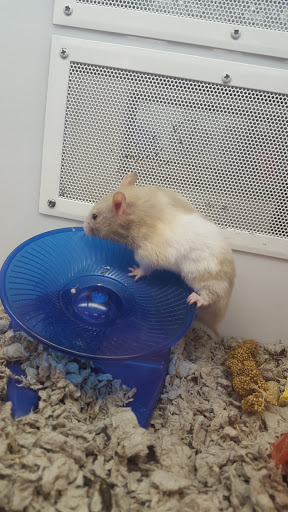 Pet Supply Store «Petco Animal Supplies», reviews and photos, 1425 N Montebello Blvd, Montebello, CA 90640, USA