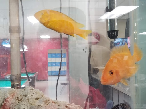 Bowling Alley «Floyd Bowling & Amusement Center», reviews and photos, 7 Riverbend Dr SW, Rome, GA 30161, USA