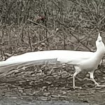 Photo n°1 de l'avis de MiBB.e fait le 12/03/2023 à 15:54 sur le  Rammelkamp à Nordhorn