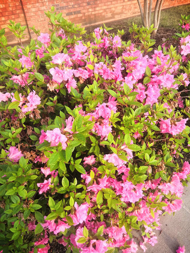 Supermarket «ALDI», reviews and photos, 3665 Vandora Springs Rd, Fort Mill, SC 29708, USA