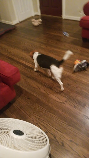 Pet Supply Store «Pet Supplies Plus», reviews and photos, 228 Gadsden Hwy, Birmingham, AL 35235, USA