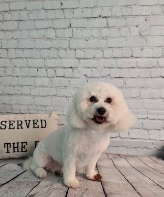 Shampooches Pet Spa Romford