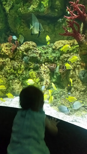 Aquarium «Shark Encounter», reviews and photos, 7007 Sea World Dr, Orlando, FL 32821, USA