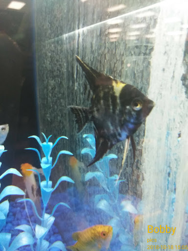 Pet Store «Pet Depot», reviews and photos, 22069 US-72 i, Athens, AL 35613, USA