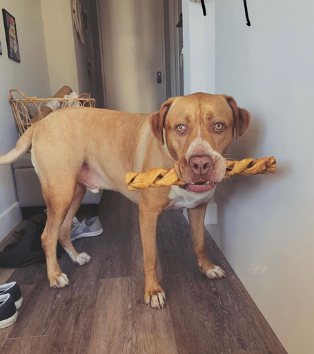 Pet Supply Store «Healthy Tails», reviews and photos, 3892 Mayberry Dr, Reno, NV 89519, USA