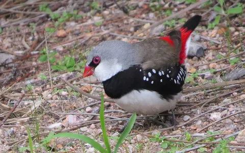 Firetail Birdwatching Tours image