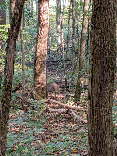 Golf Course «The Valley Links Course», reviews and photos, 8670 IN-56, French Lick, IN 47432, USA