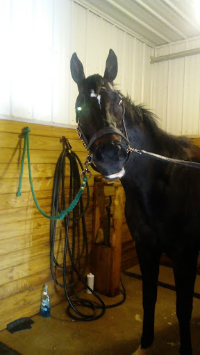 Car Racing Track «Hollywood Gaming at Mahoning Valley Race Course», reviews and photos, 655 N Canfield Niles Rd, Youngstown, OH 44515, USA