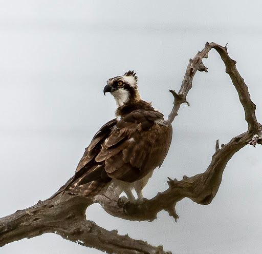 Nature Preserve «Baytown Nature Center», reviews and photos, 6213 Bayway Dr, Baytown, TX 77520, USA