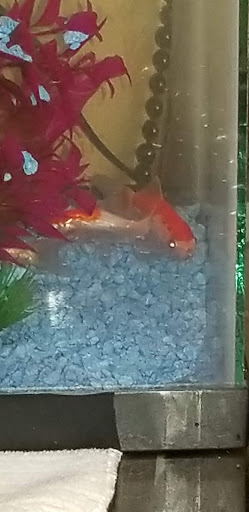 Pet Supply Store «College Greens Pet Center», reviews and photos, 3311 Julliard Dr # A, Sacramento, CA 95826, USA